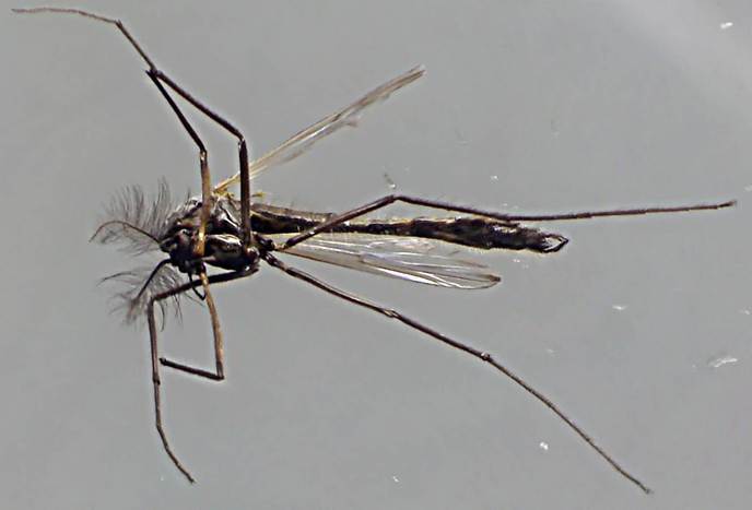 Endochironomus impar.jpg
